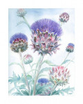 Sierdistel, 30 x 40 cm. inclusief passe-partout, € 60,--